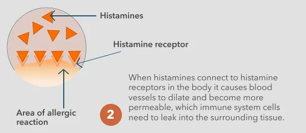 When histamines connect to histamine receptors in the body it causes blood vessels to dilate and become more permeable, which immune system cells to leak into the surrounding tissue.